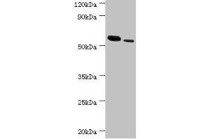 Western blot All lanes: RNF8 antibody at 11 μg/mL Lane 1: Hela whole cell lysate Lane 2: 293T whole cell lysate Secondary Goat polyclonal to rabbit IgG at 1/10000 dilution Predicted band size: 56, 11, 51 kDa Observed band size: 56 kDa (RNF8 anticorps  (AA 1-260))