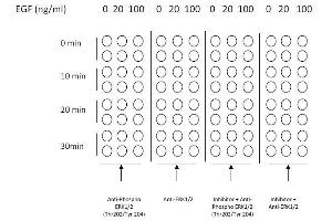 Example of how to seed cells for cell-based assay