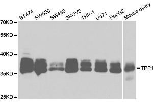 Western blot analysis of extracts of various cell lines, using TPP1 antibody (ABIN5973279) at 1/1000 dilution. (TPP1 anticorps)