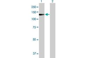 Western Blot analysis of IGFN1 expression in transfected 293T cell line by IGFN1 MaxPab polyclonal antibody.