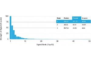 Analysis of Protein Array containing more than 19,000 full-length human proteins using ERCC1 Mouse Monoclonal Antibody (ERCC1/2318).