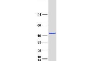 Validation with Western Blot (LACC1 Protein (Transcript Variant 2) (Myc-DYKDDDDK Tag))