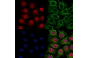 ABIN7094191 and ABIN7098236 staining HepG2 cells by IF/ICC. (ECD/SGT1 anticorps  (Internal Region))