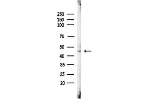 anti-Secretin Receptor (SCTR) (Internal Region) antibody