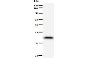 Western Blotting (WB) image for anti-Cysteine-serine-Rich Nuclear Protein 1 (CSRNP1) antibody (ABIN931016) (AXUD1 anticorps)