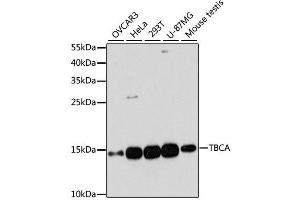 Western blot analysis of extracts of various cell lines, using TBCA antibody. (TBCA anticorps  (AA 1-108))