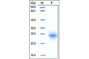 Human CTLA-4, Strep Tag on SDS-PAGE under reducing (R) condition.