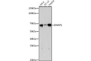 Western blot analysis of extracts of various cell lines, using DM antibody (ABIN7266814) at 1:1000 dilution. (DMAP1 anticorps)