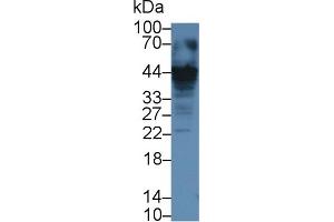 Detection of CASP12 in Human Jurkat cell lysate using Polyclonal Antibody to Caspase 12 (CASP12) (Caspase 12 anticorps  (AA 1-244))