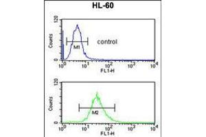 Flow cytometric analysis of HL-60 cells (bottom histogram) compared to a negative control cell (top histogram). (SELENBP1 anticorps  (C-Term))