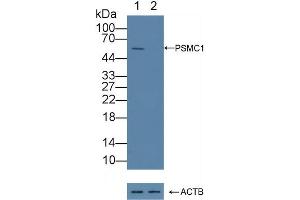 Knockout Varification: Lane 1: Wild-type Jurkat cell lysate, Lane 2: PSMC1 knockout Jurkat cell lysate, Predicted MW: 41,49kd Observed MW: 55kd Primary Ab: 5 μg/mL Rabbit Anti-Human PSMC1 Antibody Second Ab: 0.