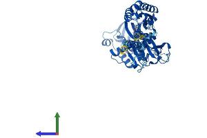 AlphaFold protein structure predicition of Mouse Recombinant Entpd2 Protein, UniprotID O55026