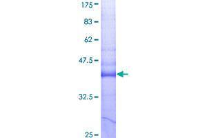 Image no. 1 for Tumor Necrosis Factor Receptor Superfamily, Member 12A (TNFRSF12A) (AA 28-129) protein (GST tag) (ABIN1323157)