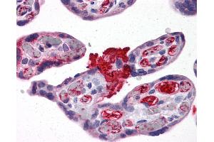Anti-MSX2 antibody IHC of human placenta. (Msx2/Hox8 anticorps  (AA 101-201))