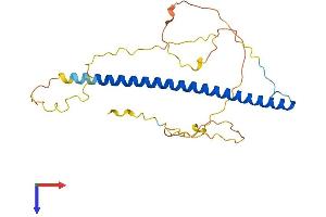 AlphaFold protein structure predicition of Human Recombinant TFPT Protein, UniprotID P0C1Z6