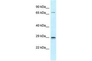 Image no. 1 for anti-Neurogenin 2 (NEUROG2) (C-Term) antibody (ABIN6747814) (Neurogenin 2 anticorps  (C-Term))