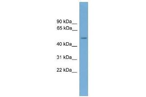 CADM3 antibody used at 0. (CADM3 anticorps  (Middle Region))