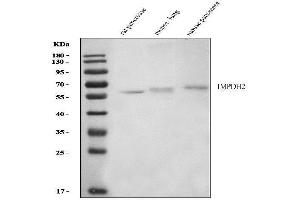 Western blot analysis of IMPDH2 using anti-IMPDH2 antibody (ABIN7603063).