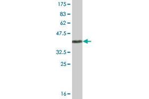 Western Blot detection against Immunogen (43.