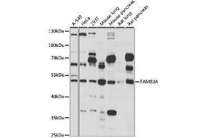 Western blot analysis of extracts of various cell lines, using FAM83A antibody (ABIN6294146) at 1:1000 dilution. (FAM83A anticorps)