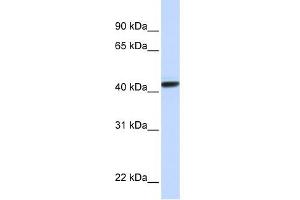 CLN8 antibody used at 1 ug/ml to detect target protein.