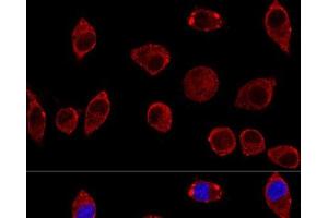 Confocal immunofluorescence analysis of L929 cells using DAO Polyclonal Antibody at dilution of 1:100. (D Amino Acid Oxidase anticorps)