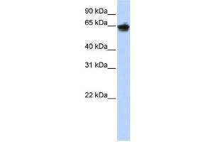 Cytokeratin 1 antibody used at 1 ug/ml to detect target protein. (Cytokeratin 1 anticorps)