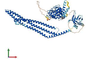 AlphaFold protein structure predicition of Mouse Recombinant Acap1 Protein, UniprotID Q8K2H4