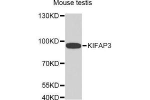 Western Blotting (WB) image for anti-Kinesin Associated Protein 3 (KIFAP3) (AA 1-200) antibody (ABIN1680591) (KIFAP3 anticorps  (AA 1-200))