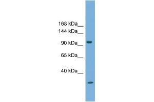 WB Suggested Anti-PCDH21 Antibody Titration:  0. (PCDH21 anticorps  (N-Term))