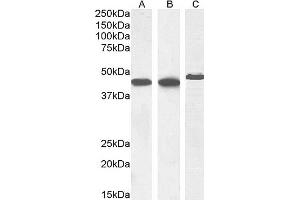 (ABIN185271) (1 μg/mL) staining of Human Heart (A), (0.