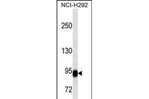 BCL6 Antibody (C-term) (ABIN1536594 and ABIN2843796) western blot analysis in NCI- cell line lysates (35 μg/lane). (BCL6 anticorps  (C-Term))