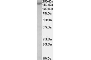ABIN571073 (0. (STAG2 anticorps  (Internal Region))