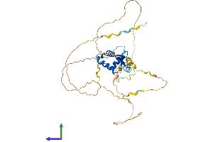 AlphaFold protein structure predicition of Mouse Recombinant Foxe1 Protein, UniprotID Q8R2I0