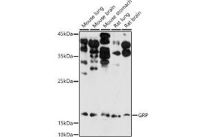Western blot analysis of extracts of various cell lines, using GRP antibody (ABIN6127573, ABIN6141433, ABIN6141434 and ABIN6222002) at 1:1000 dilution. (Gastrin-Releasing Peptide anticorps  (AA 1-148))