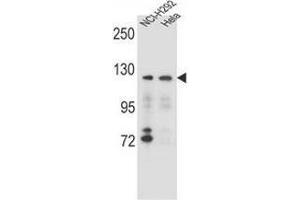 Western blot analysis in NCI-H292,Hela cell line lysates (35ug/lane) using Sorting nexin-13 (SNX13) Antibody (C-term). (SNX13 anticorps  (C-Term))