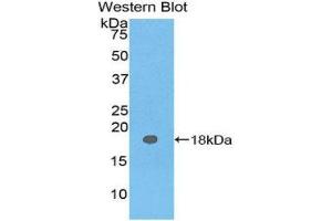 Western Blotting (WB) image for anti-Carcinoembryonic Antigen Gene Family (CEA) (AA 93-221) antibody (ABIN1077898) (CEA anticorps  (AA 93-221))