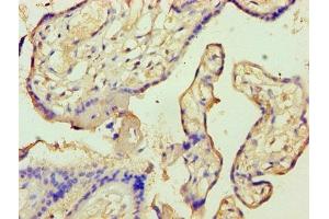 Immunohistochemistry of paraffin-embedded human placenta tissue using ABIN7144296 at dilution of 1:100