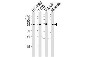 Western blot analysis of lysate from HT-1080, T47D cell line, mouse brain and testis tissue lysate using TUBA6 antibody at 1:1000.