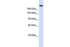 WB Suggested Anti-LAMC1 Antibody Titration: 0. (Laminin gamma 1 anticorps  (Middle Region))