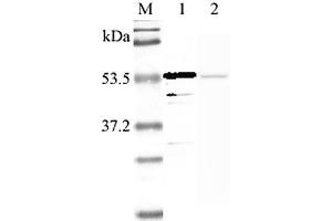 Western blot analysis using anti-Nampt (human), pAb  at 1:2'000 dilution. (NAMPT anticorps  (Biotin))