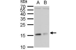 WB Image RPL37 antibody detects RPL37 protein by western blot analysis. (RPL37 anticorps)