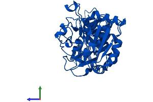AlphaFold protein structure predicition of Mouse Recombinant Adh4 Protein, UniprotID Q9QYY9