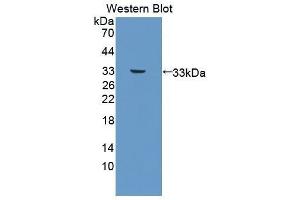 Western Blotting (WB) image for anti-Platelet Derived Growth Factor Subunit B (PDGFB) antibody (Biotin) (ABIN1175867)