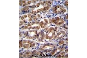 FABP2 Antibody (N-term) (ABIN656830 and ABIN2846039) immunohistochemistry analysis in formalin fixed and paraffin embedded human stomach tissue followed by peroxidase conjugation of the secondary antibody and DAB staining. (FABP2 anticorps  (N-Term))