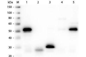 Western Blot of Unconjugated Anti-Rabbit IgG (H&L) (SHEEP) Antibody (Min X Hu, Gt, Ms Serum Proteins). (Mouton anti-Lapin IgG Anticorps (DyLight 800) - Preadsorbed)