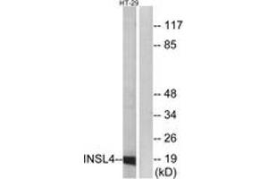 Western blot analysis of extracts from HT-29 cells, using INSL4 Antibody. (INSL4 anticorps  (AA 41-90))