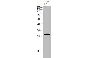 Western Blot analysis of Hela cells using Hox-B9 Polyclonal Antibody