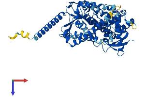 AlphaFold protein structure predicition of Human Recombinant CYP4Z1 Protein, UniprotID Q86W10