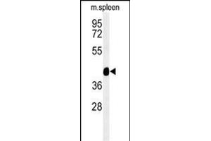 Western blot analysis of TEKT4 Antibody (Center) (ABIN651272 and ABIN2840163) in mouse spleen tissue lysates (35 μg/lane). (Tektin 4 anticorps  (AA 132-161))
